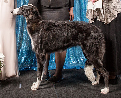 2018 Futurity Bitch, 6 months and under 9 - 4th