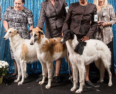 2018 Futurity Brood Bitch Class - 2nd