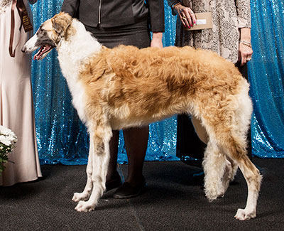 2018 Futurity Dog, 6 months and under 9 - 2nd