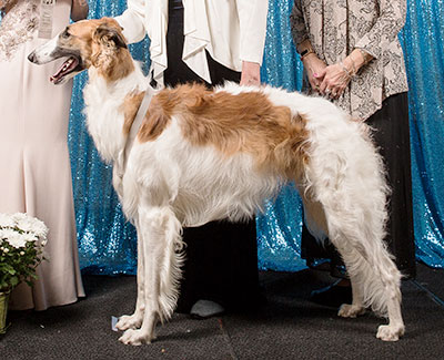 2018 Futurity Dog, 9 months and under 12 - 4th