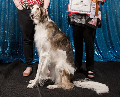 2018 Obedience Award of Merit