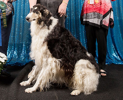 2018 Obedience Beginner Novice Class 'B' - 1st