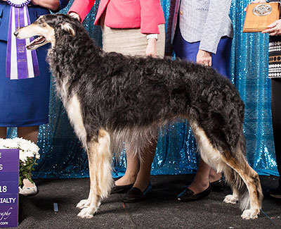 2018 Reserve Winners Dog