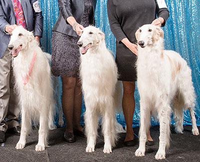 2018 Stud Dog Class - 1st