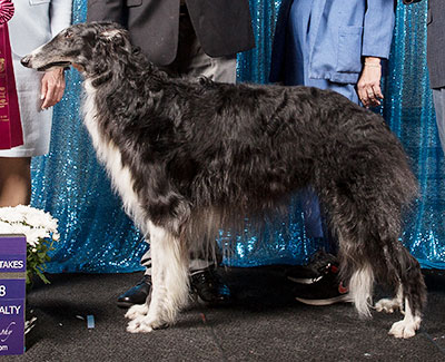 2018 Veteran Sweepstakes Dog, 9 months and under 12 - 1st