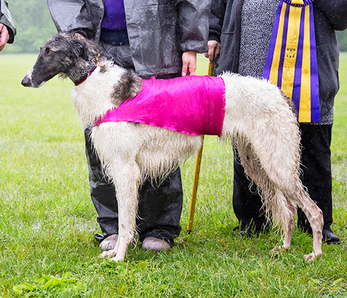 2019 AKC Lure Coursing Best of Breed