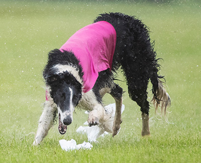 2019 AKC Lure Coursing Special 3rd