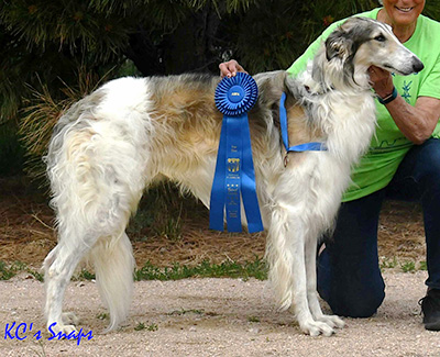 2019 AKC Lure Coursing Special 4th