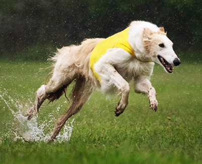 2019 AKC Lure Coursing Veteran 1st