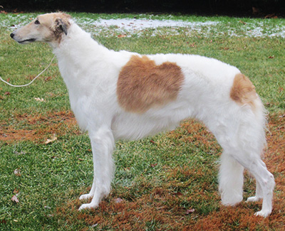 2019 AKC Lure Coursing Veteran 2nd