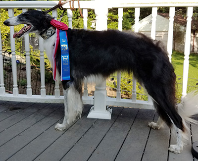 2019 ASFA Lure Coursing Open 4th