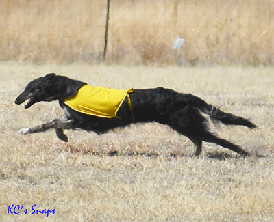 2019 ASFA Lure Coursing Field Champion 4th