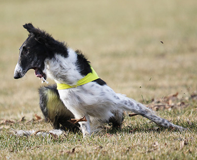 2019 ASFA Lure Coursing Field Champion NBQ