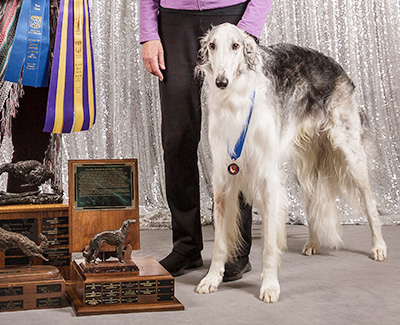 2019 ASFA Lure Coursing Veteran 1st