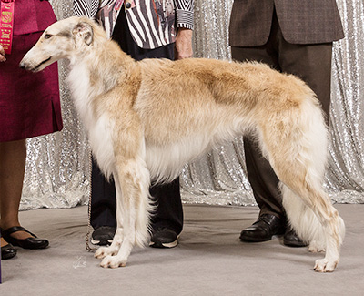 2019 Bitch, Bred by Exhibitor - 2nd