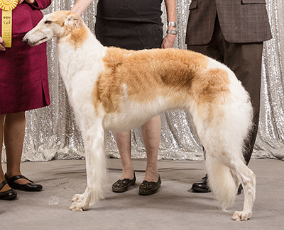 2019 Bitch, Bred by Exhibitor - 3rd