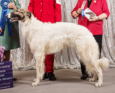 2019 Dog, 12 months and under 18 - 1st