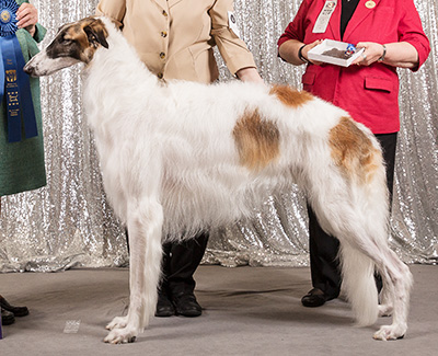 2019 Dog, Amerian Bred - 1st