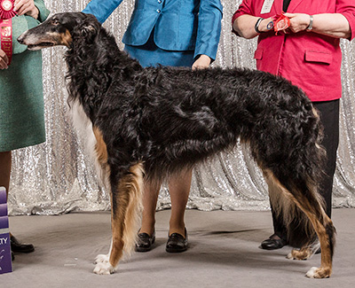 2019 Dog, Amerian Bred - 2nd