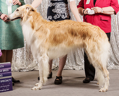 2019 Dog, Amerian Bred - 4th