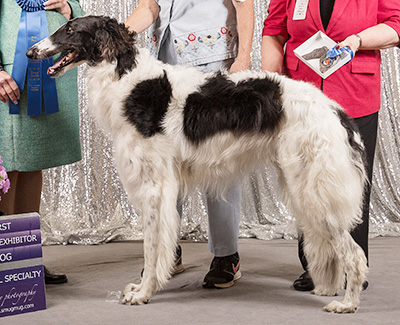 2019 Dog, Bred by Exhibitor - 1st