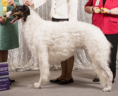 2019 Dog, Bred by Exhibitor - 3rd