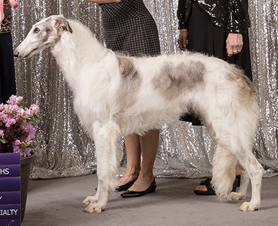 2019 Futurity Bitch, 9 months and under 12 - 1st