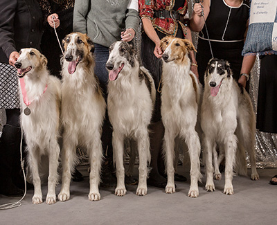 2019 Futurity Brood Bitch Class - 1st