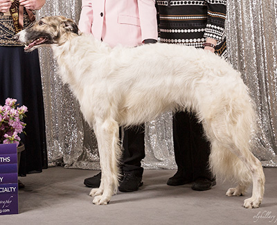 2019 Futurity Dog, 15 months and under 18 - 2nd