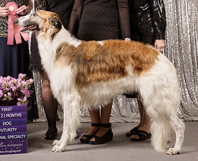 2019 Futurity Dog, 18 months and under 21 - 1st