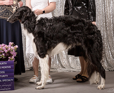 2019 Futurity Dog, 18 months and under 21 - 4th