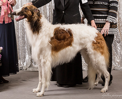 2019 Futurity Dog, 21 months and under 24 - 1st