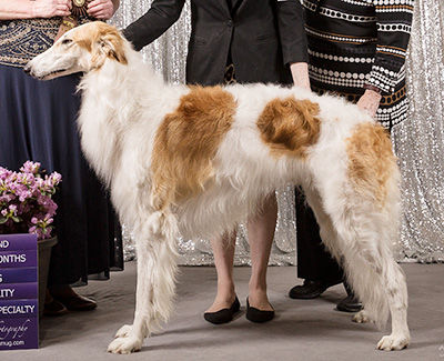 2019 Futurity Dog, 21 months and under 24 - 2nd