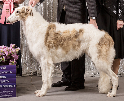 2019 Futurity Dog, 9 months and under 12 - 1st