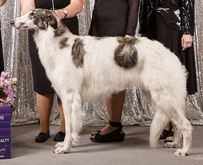 2019 Futurity Dog, 9 months and under 12 - 2nd