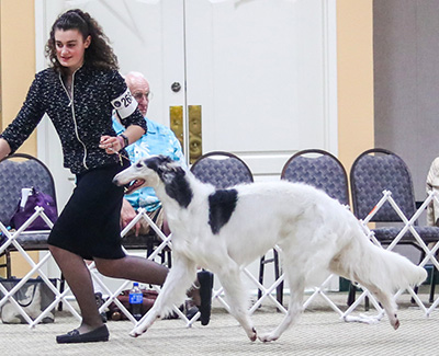 2019 Open Junior Showman Class - 4th