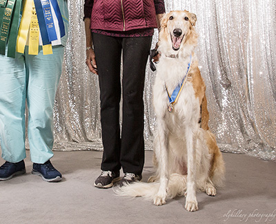 2019 Obedience Beginner Novice Class 'B' - 1st