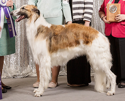 2019 Reserve Winners Dog