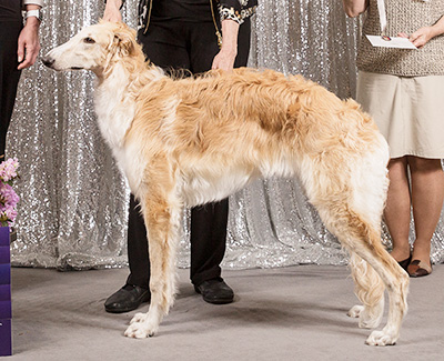 2019 Puppy Sweepstakes Bitch, 6 months and under 9 - 4th