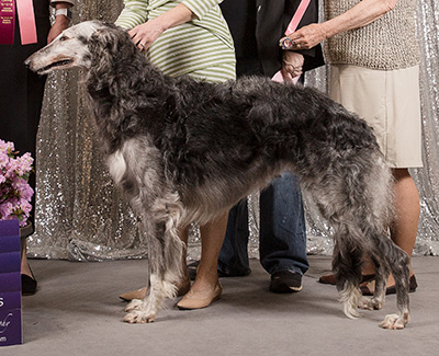 2019 Veteran Sweepstakes Bitch, 9 months and under 12 - 1st