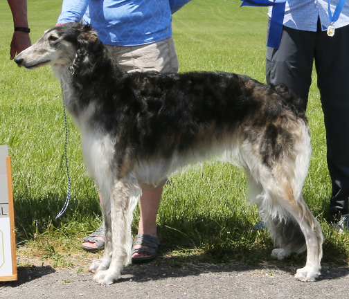 2021 AKC Lure Coursing Best of Breed