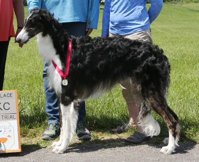 2021 AKC Lure Coursing Open 'A' 2nd