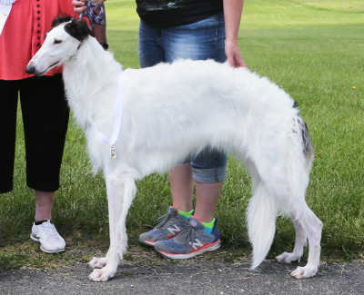 2021 AKC Lure Coursing Open 'A' 4th