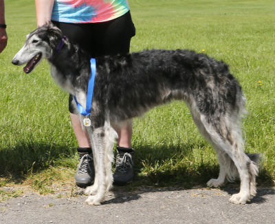 2021 AKC Lure Coursing Open 'B' 1st