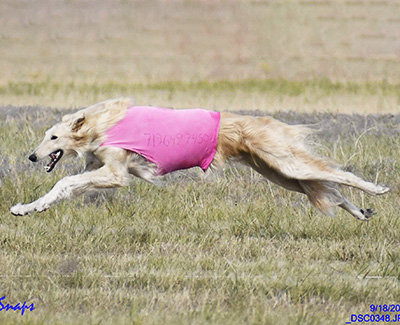 2021 AKC Lure Coursing Open 'B' 2nd