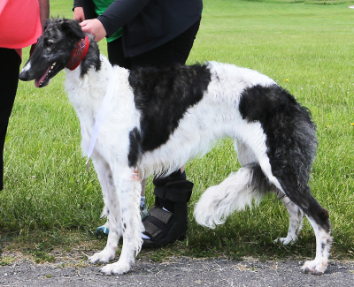 2021 AKC Lure Coursing Open 'B' 4th