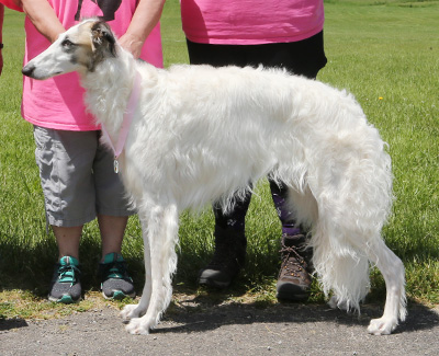 2021 AKC Lure Coursing Open 'B' 5th