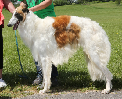 2021 AKC Lure Coursing Special 1st