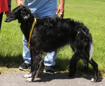 2021 AKC Lure Coursing Special 3rd