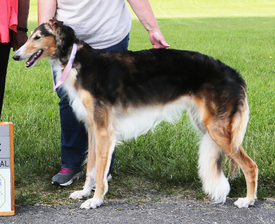 2021 AKC Lure Coursing Special 5th